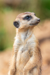 Fototapeta premium Meerkat, Suricata suricatta, on hind legs. Portrait of meerkat standing on hind legs with alert expression. Portrait of a funny meerkat sitting on its hind legs.