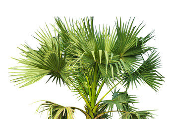 palm plant isolated on white, A fan palm tree with leaves on a png background, palm tree on transparent background, palmyra  fruit plant image, 