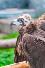 Close-up view portrait of Aegypius monachus (cinereous vulture or Eurasian black vulture) bird with brown plumage