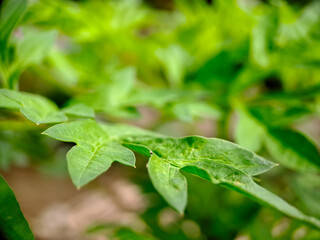 A macro shot of Kenikir (Cosmos caudatus) leaves, showcasing their vibrant green color and intricate textures. The shallow depth of field creates a soft, ethereal background