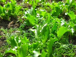 green lettuce grows in the garden in spring