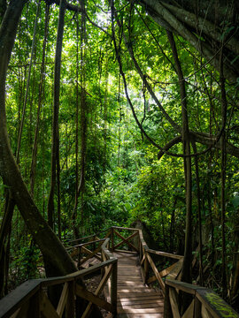 Rainforest in the Tayrona National Park (Parque Nacional Natural Tayrona) in Colombia.