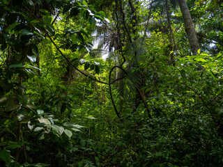 Rainforest in the Tayrona National Park (Parque Nacional Natural Tayrona) in Colombia.