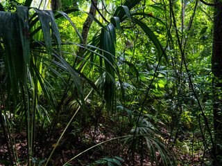 Rainforest in the Tayrona National Park (Parque Nacional Natural Tayrona) in Colombia.