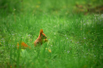 A furry squirrel enjoys snack outdoors © AlexGo