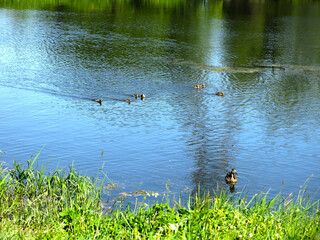 quiet rural pond in sunny summer weather