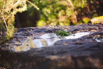 A close-up of a small puddle reflecting the surrounding greenery on a rugged rock surface. A sprig of green pine needles lies delicately on the wet surface, adding a natural accent