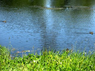 quiet rural pond in sunny summer weather