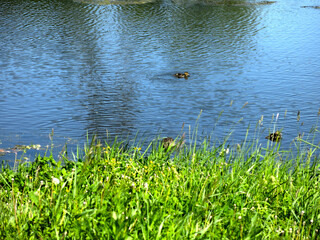 quiet rural pond in sunny summer weather