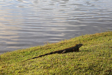 Large iguana rest and warm under sun on green grass near lake water