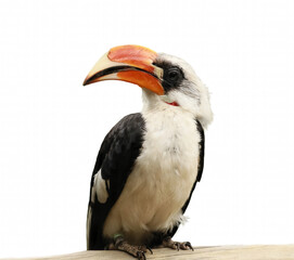 Close-up portrait of Toucan. A bird with a large beak sitting on a wooden log. The bird is black and white with a red beak