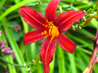 bright red lily in the garden