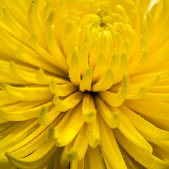 Close-up of a Bright Yellow Chrysanthemum