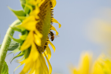 満開のひまわりとミツバチ	