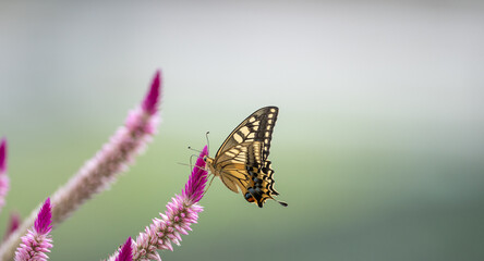 花の蜜を吸うアゲハチョウ