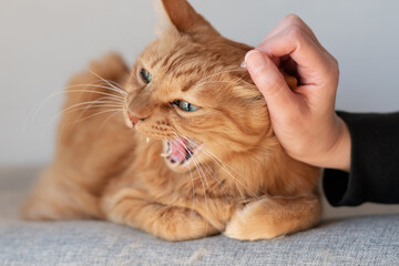 欠伸をする猫　茶トラ猫