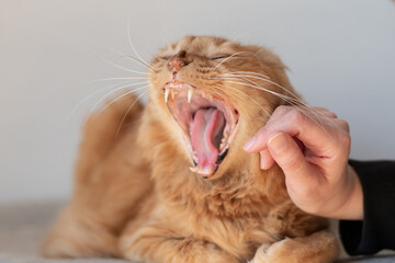 欠伸をする猫　茶トラ猫