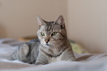 ベッドの上で横になってくつろぐ可愛い猫　サバトラ猫	