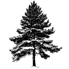 Obraz premium Winter Pine Tree Silhouette, a stark depiction of a pine tree enveloped in snow, featuring a transparent background for versatile use.