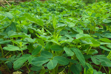 close up view of peanut plant in indonesian garden