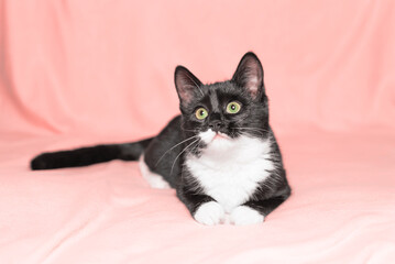 black and white kitten lying relaxed on a sofa covered with a pink fleece blanket fleece blanket