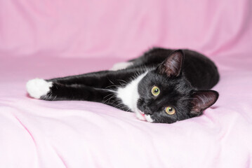 black and white kitten lying relaxed on a sofa covered with a pink fleece blanket