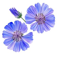 Obraz premium Two Chicory Flowers and Bud Isolated on White Background.