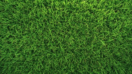 Vibrant Grass and Leaves Background in Natural Outdoor Environment from Aerial Bird's-Eye View Perspective: Lush Green Grass Texture in Meadow