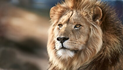 Obraz premium portrait of a lion, photo of a male lion in the middle of the forest