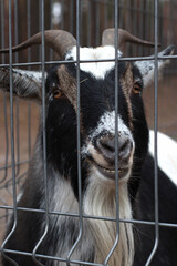 black goats and kids in the zoo, goat, birth of a baby goat, horns, behind the fence, farm, domestic animals, small goat looking at the camera, twisted horns