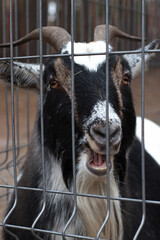 black goats and kids in the zoo, goat, birth of a baby goat, horns, behind the fence, farm, domestic animals, small goat looking at the camera, twisted horns