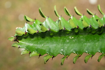 cactus close up