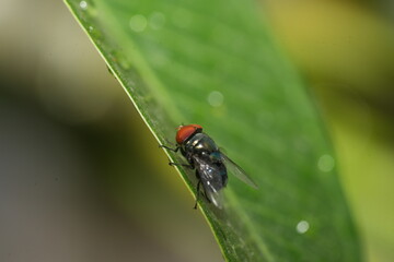 The House Fly (Musca domestica) is one of the most common and widely distributed insects in the world. Known for its association with human habitats, it thrives in urban, rural, and agricultural areas