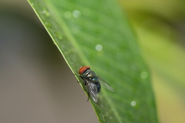 The House Fly (Musca domestica) is one of the most common and widely distributed insects in the...