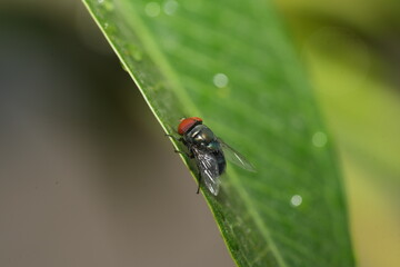 The House Fly (Musca domestica) is one of the most common and widely distributed insects in the...