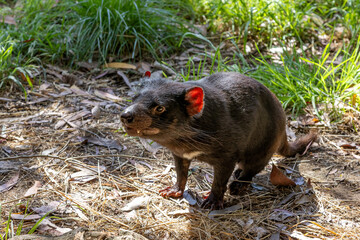 Tasmanian Devil, Sarcophilus harrisii, the largest carnivorous marsupial and an endangered species found only in Tasmania and New South Wales, Australia
