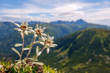 Leontopodium alpinum, Edelweiss, with Mount Swinica in the background, High Tatras, Poland, Slovakia. Discover the beauty of mountain flowers and nature.