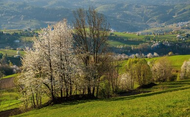 Spring blooming landscape. Farm field landscape. Furrows pattern in a plowed prepared for crops planting. Rows of soil, rural countryside perspective horizon view. © Ivan