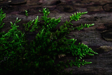 moss growing on the tree trunk