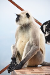 Semnopithecus is a genus of Old World monkeys native to the Indian subcontinent, with all species with the exception of two being commonly known as gray langurs. 