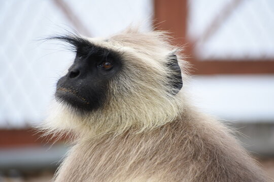 Semnopithecus is a genus of Old World monkeys native to the Indian subcontinent, with all species with the exception of two being commonly known as gray langurs. 