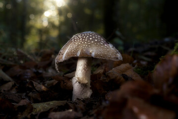 Amanita Phanterina mushroom growing among fallen leaves in a beech forest