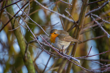 robin on a branch