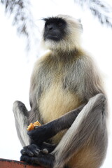 Semnopithecus is a genus of Old World monkeys native to the Indian subcontinent, with all species with the exception of two being commonly known as gray langurs. 