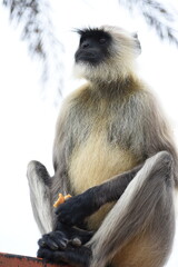 Semnopithecus is a genus of Old World monkeys native to the Indian subcontinent, with all species with the exception of two being commonly known as gray langurs. 