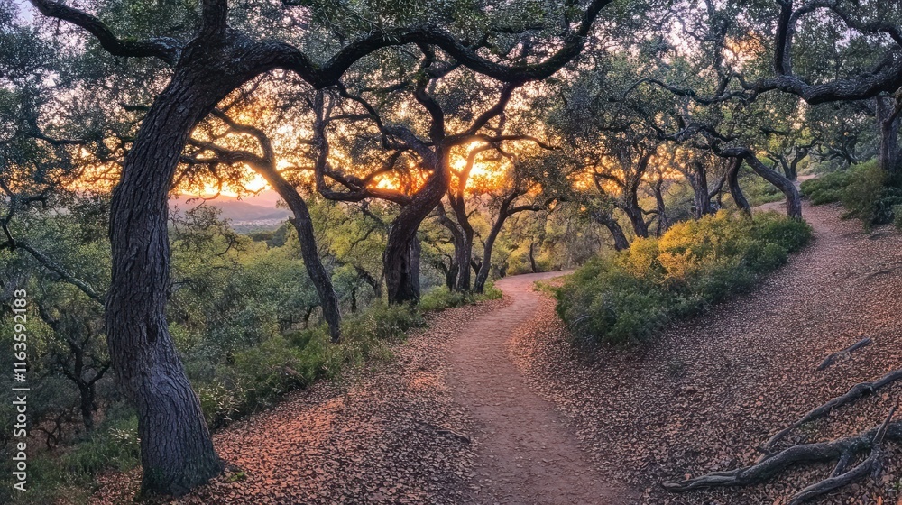 Poster Sunset path through oak trees in a forest.