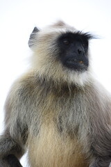 Fototapeta premium Semnopithecus is a genus of Old World monkeys native to the Indian subcontinent, with all species with the exception of two being commonly known as gray langurs. 