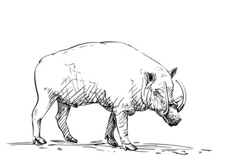 Male babirusa or deer-pig animal of swine family species found in the Indonesian islands with the upper tusks grow though the top of its snout, Hand drawn illustration, Vector sketch
