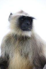 Fototapeta premium Semnopithecus is a genus of Old World monkeys native to the Indian subcontinent, with all species with the exception of two being commonly known as gray langurs. 