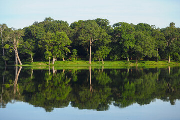 Tall Forest Reflected in Clear, Blue Lake with Clear Skies